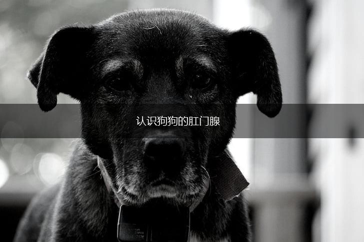 认识狗狗的肛门腺,第1张 认识狗狗的肛门腺,第1张