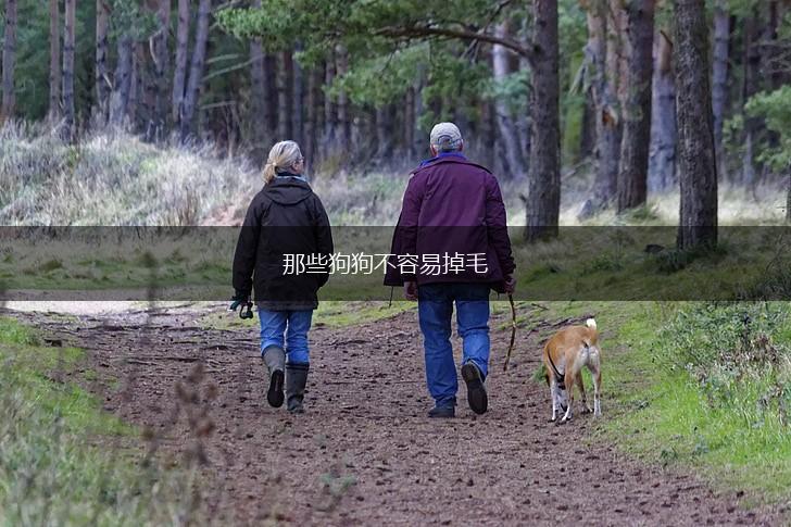 那些狗狗不容易掉毛,第1张