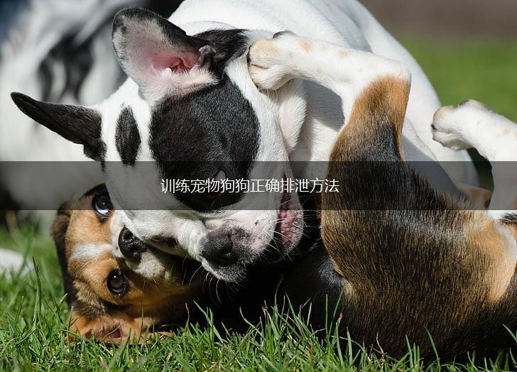 训练宠物狗狗正确排泄方法,第1张