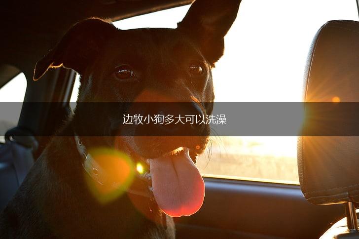 边牧小狗多大可以洗澡,第1张