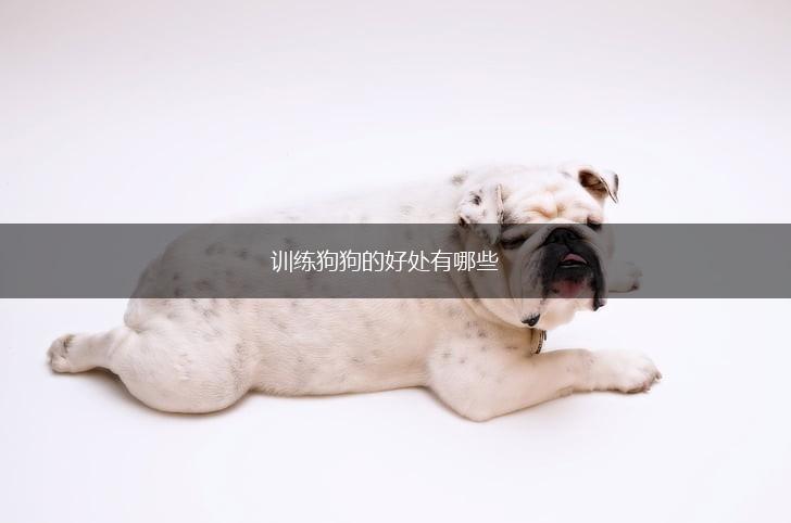 训练狗狗的好处有哪些,第1张