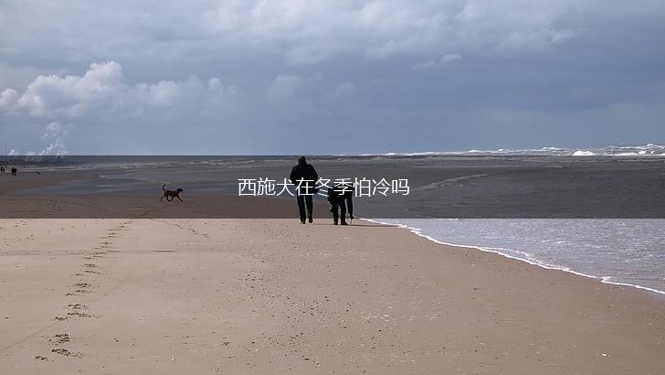 西施犬在冬季怕冷吗,第1张