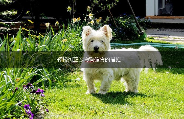 轻松纠正宠物狗偏食的措施,第1张