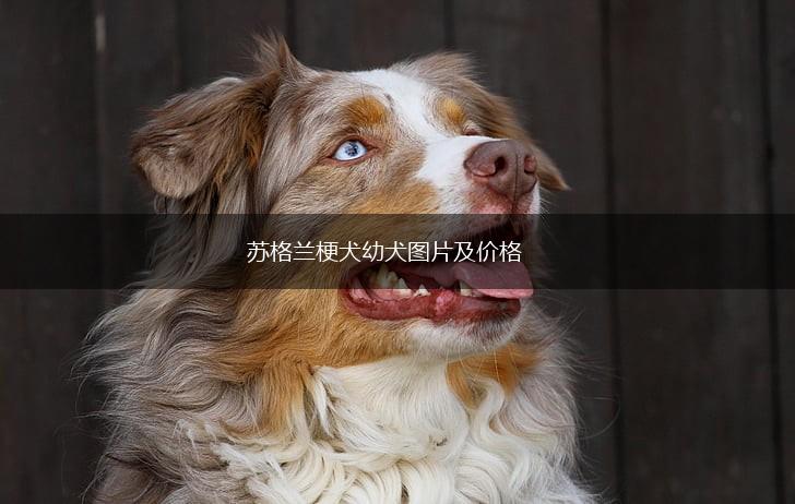 苏格兰梗犬幼犬图片及价格,第1张