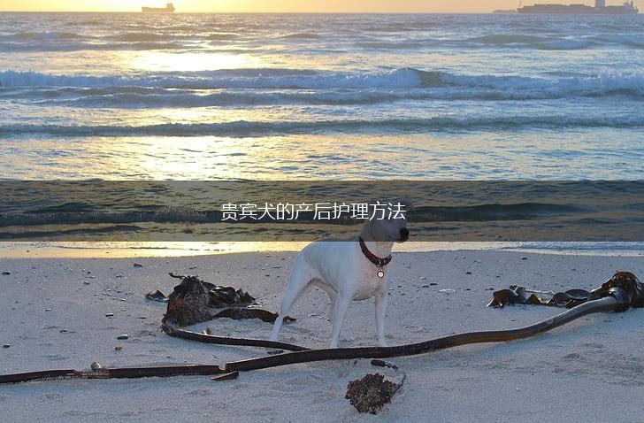 贵宾犬的产后护理方法,第1张