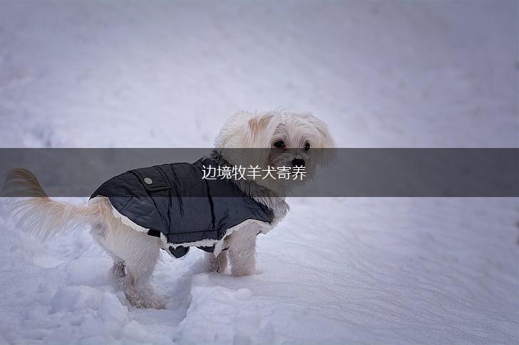 边境牧羊犬寄养,第1张