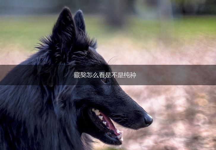 藏獒怎么看是不是纯种,第1张