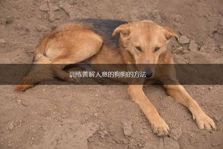 训练善解人意的狗狗的方法,第1张 训练善解人意的狗狗的方法,第1张