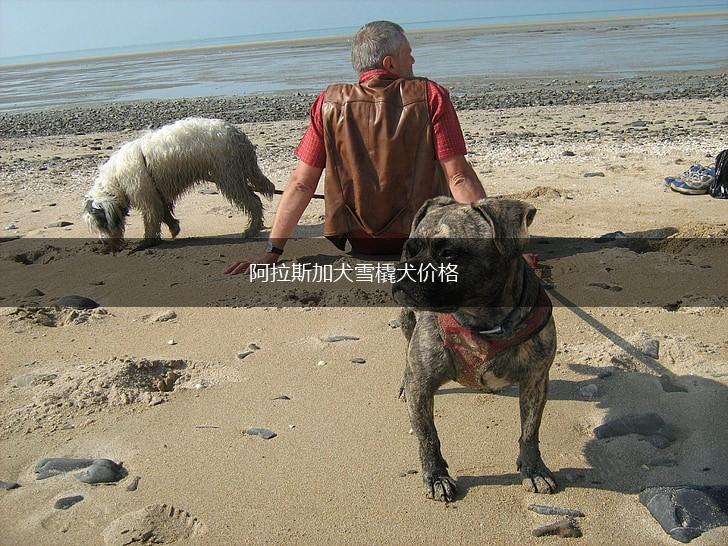 阿拉斯加犬雪橇犬价格,第1张