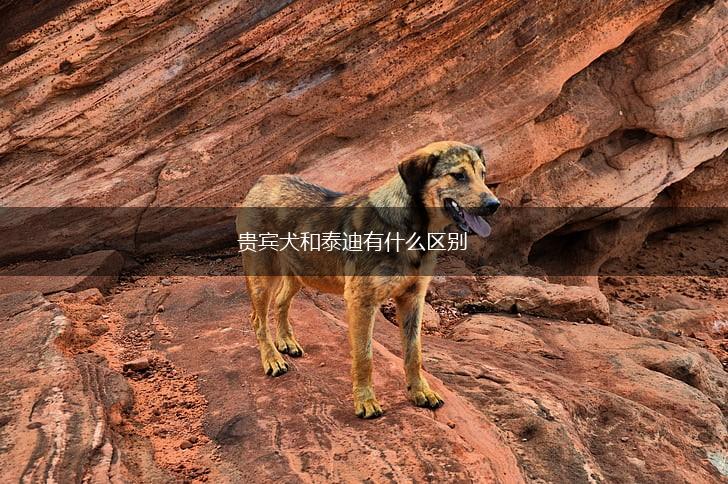 贵宾犬和泰迪有什么区别,第1张