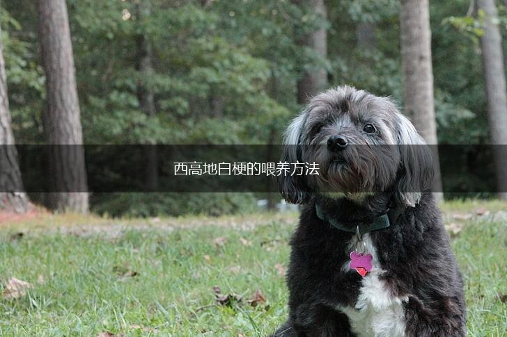 西高地白梗的喂养方法,第1张