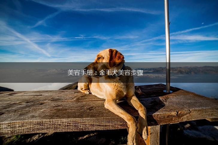 美容手册：金毛犬美容步骤,第1张