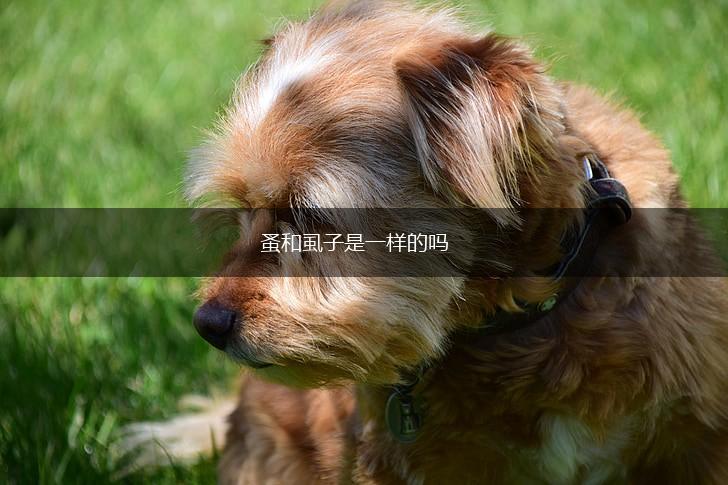 蚤和虱子是一样的吗,第1张