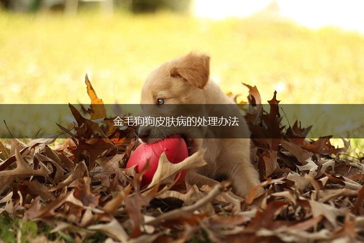 金毛狗狗皮肤病的处理办法,第1张