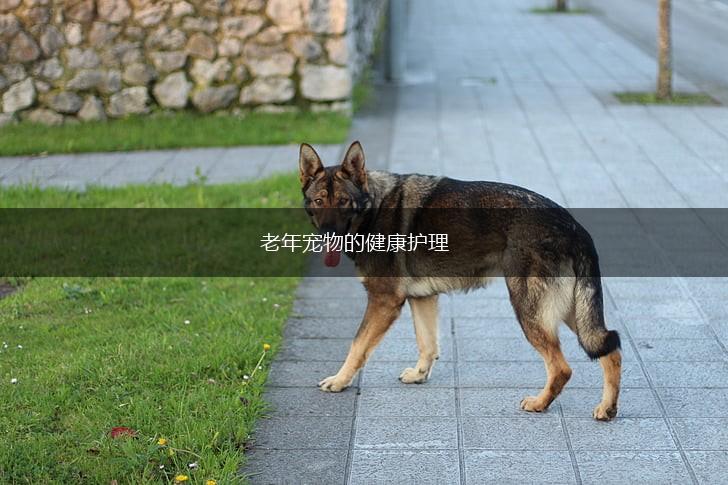 老年宠物的健康护理,第1张