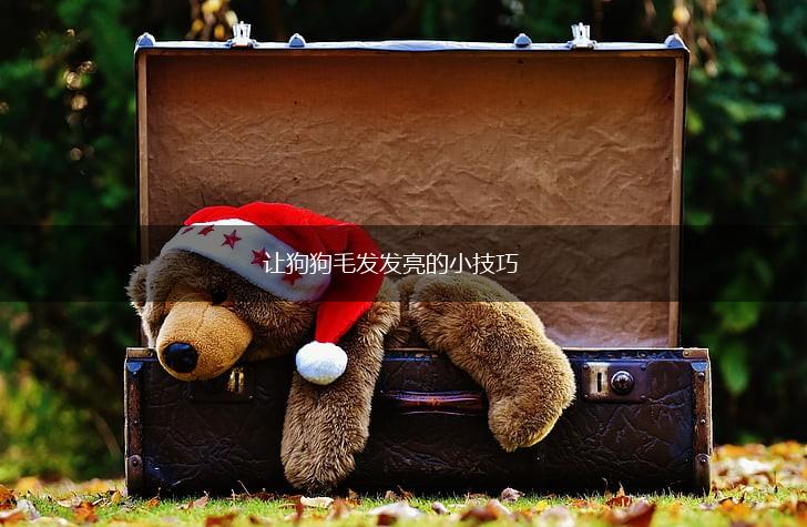 让狗狗毛发发亮的小技巧,第1张