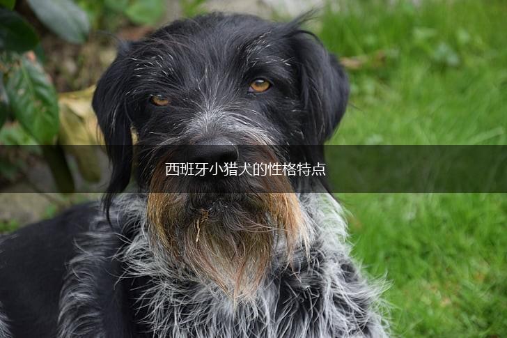 西班牙小猎犬的性格特点,第1张 西班牙小猎犬的性格特点,第1张