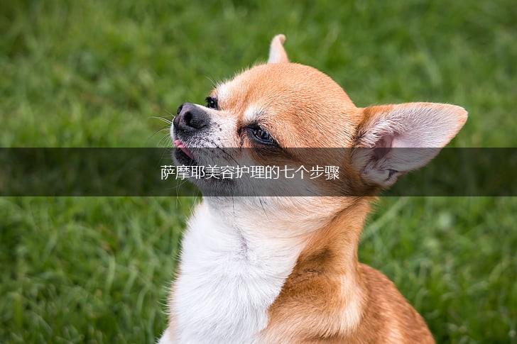 萨摩耶美容护理的七个步骤,第1张