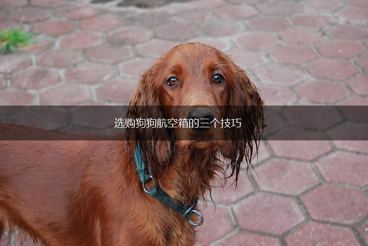 选购狗狗航空箱的三个技巧,第1张