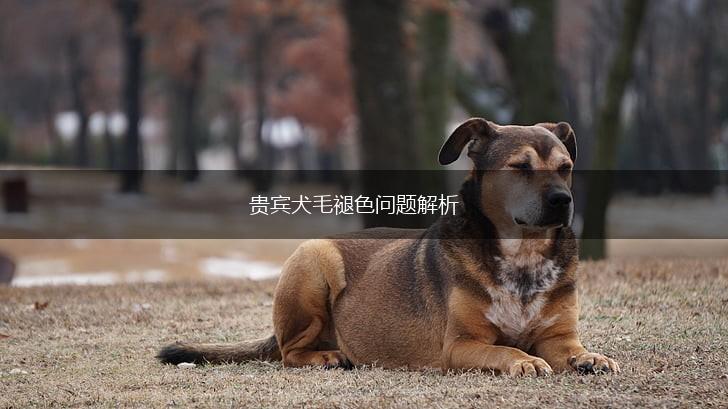 贵宾犬毛褪色问题解析,第1张