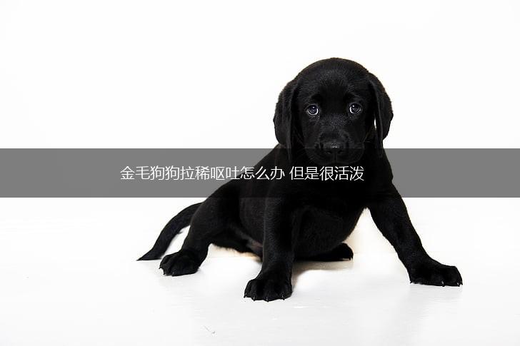 金毛狗狗拉稀呕吐怎么办 但是很活泼,第1张