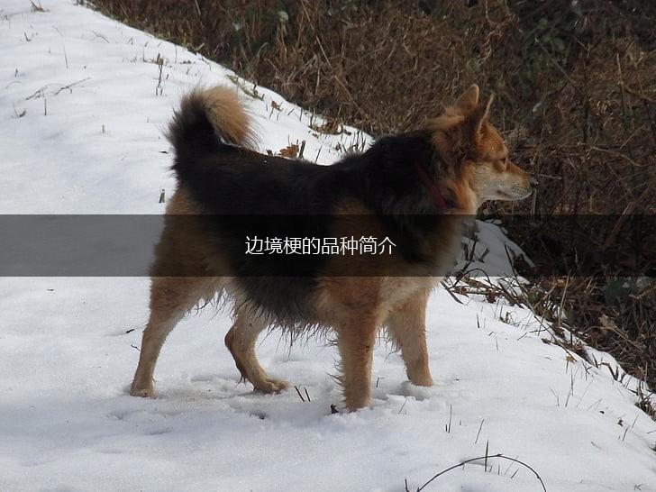边境梗的品种简介,第1张
