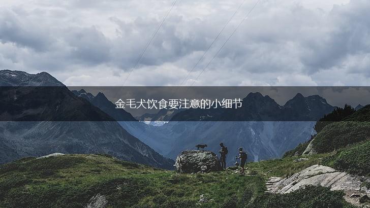 金毛犬饮食要注意的小细节,第1张