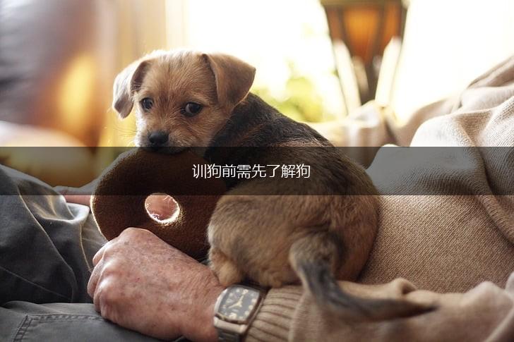 训狗前需先了解狗,第1张