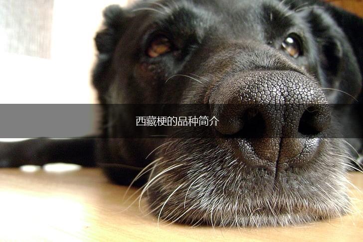西藏梗的品种简介,第1张