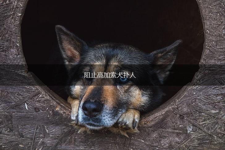 阻止高加索犬扑人,第1张