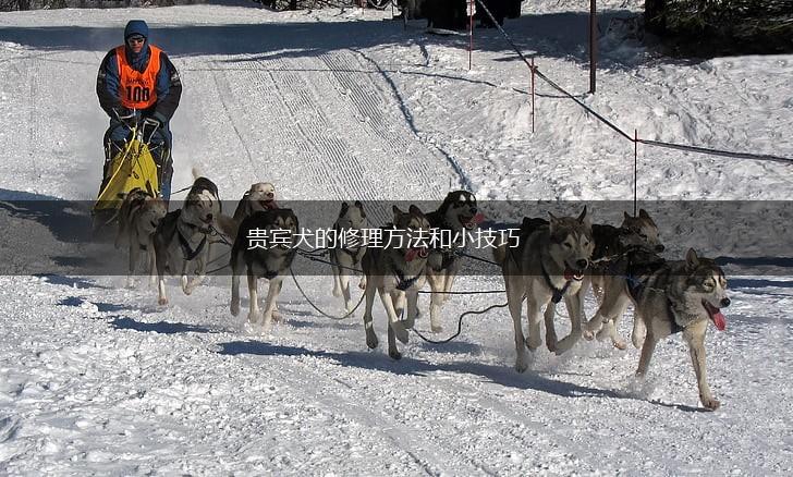 贵宾犬的修理方法和小技巧,第1张 贵宾犬的修理方法和小技巧,第1张