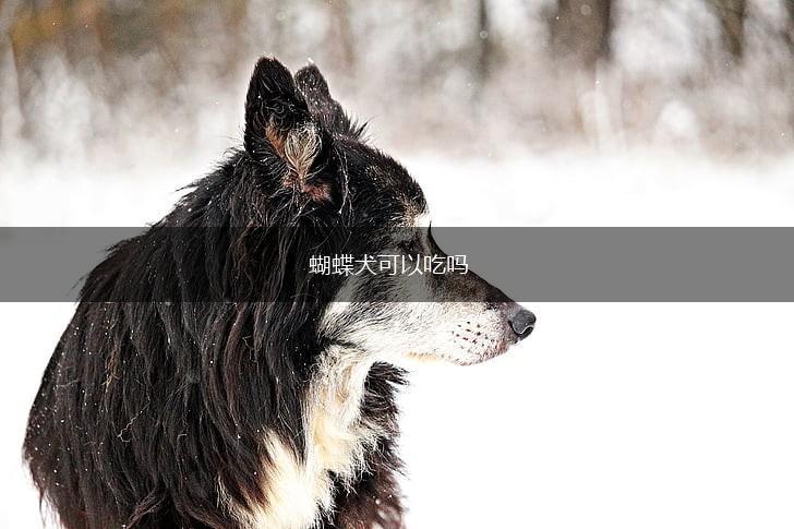 蝴蝶犬可以吃吗,第1张