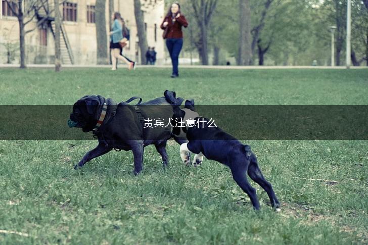 贵宾犬注意什么,第1张
