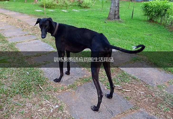 训练狗狗适应周围生活用品,第1张