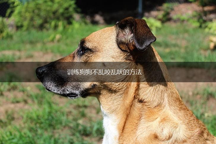训练狗狗不乱咬乱吠的方法,第1张