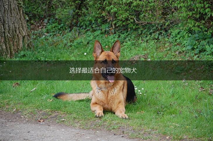 选择最适合自己的宠物犬,第1张