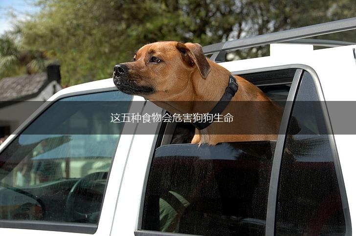 这五种食物会危害狗狗生命,第1张