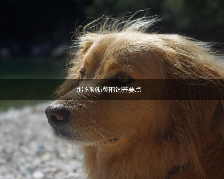 那不勒斯獒的饲养要点,第1张