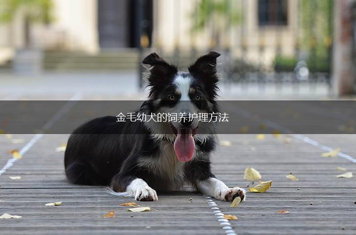 金毛幼犬的饲养护理方法,第1张