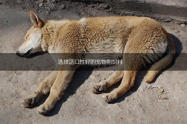 选择适口性好的宠物狗饲料,第1张