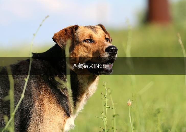 西藏猎犬的语言,第1张