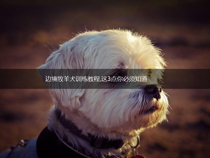 边境牧羊犬训练教程,这3点你必须知道,第1张 边境牧羊犬训练教程,这3点你必须知道,第1张