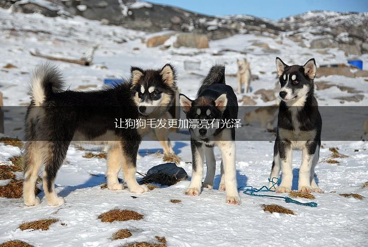 让狗狗毛发更加漂亮有光泽,第1张