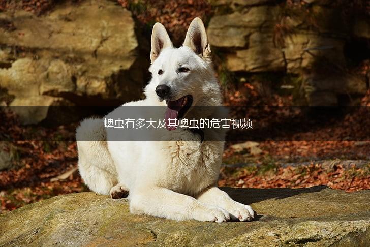 蜱虫有多大及其蜱虫的危害视频,第1张