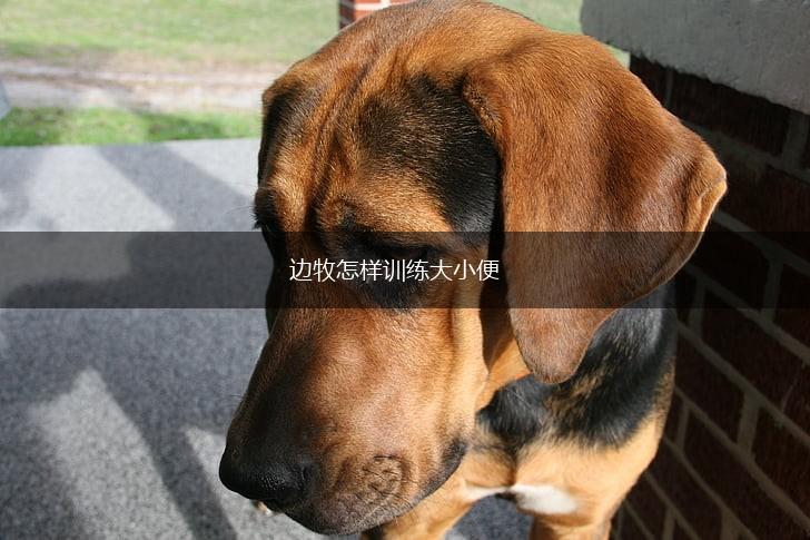 边牧怎样训练大小便,第1张