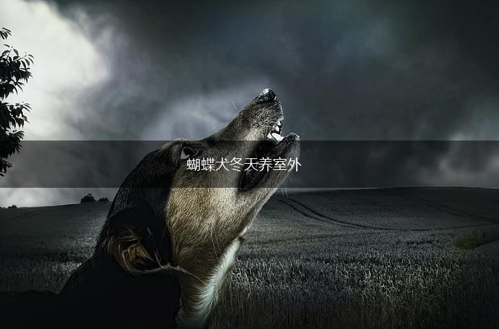 蝴蝶犬冬天养室外,第1张