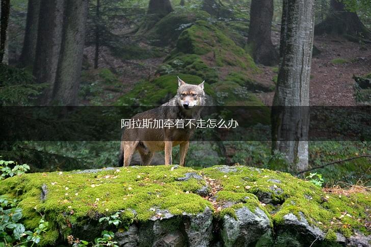 阿拉斯加牵着不走怎么办,第1张