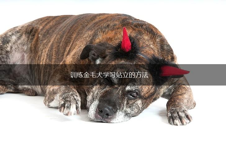 训练金毛犬学习站立的方法,第1张