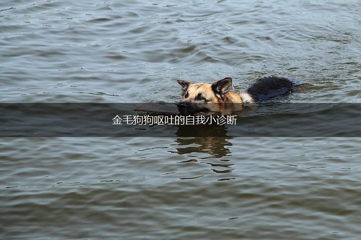 金毛狗狗呕吐的自我小诊断,第1张