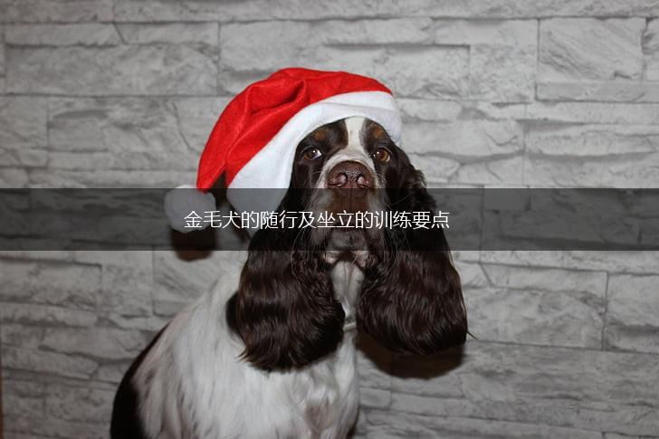 金毛犬的随行及坐立的训练要点,第1张 金毛犬的随行及坐立的训练要点,第1张